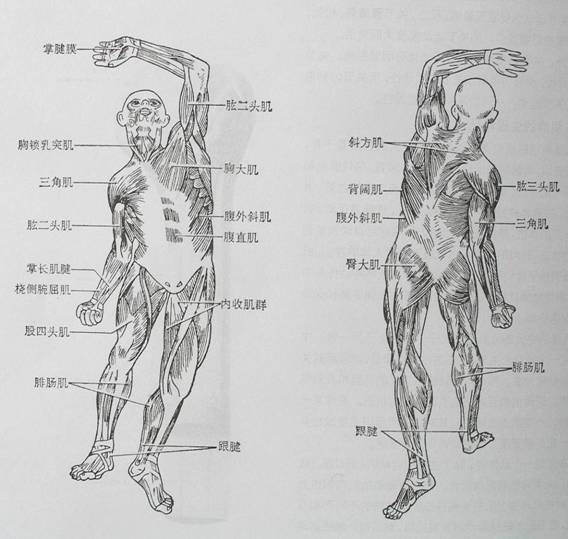 人体工程学基础-2、人体活动及其效率