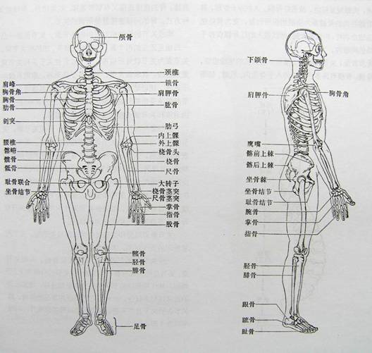 人体工程学基础-2、人体活动及其效率